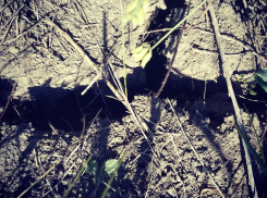 МЧС обещает жару и засуху в Волгоградской области