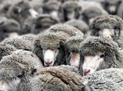 Под Волгоградом воры вывезли на КамАЗе стадо из 93 овец 