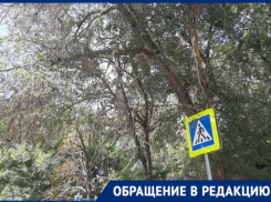 На грязную дорогу и массовый сухостой рядом с медколледжем и школой №34 жалуются волгоградцы