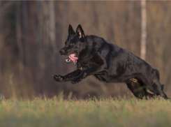 Волгоградец отсудил 300 тысяч рублей у хозяина покусавшей его овчарки 