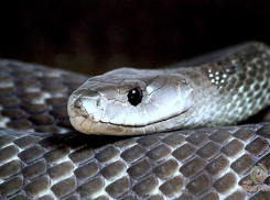 Змеи атакуют крупный город Волгоградской области