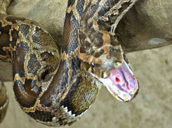 В центре Волгограда змея заползла в магазин