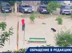 Запретить собачникам гулять на детской площадке требуют в Волгограде