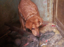 В Волгограде нашли дом с  трупами собак и покалеченными животными