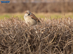 Белый аист, лунь и выхухоль неожиданно обосновались в Волгоградской области