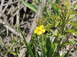В Волго-Ахтубинской пойме пересчитали все лютики