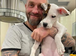 Цыгане вернули хозяевам щенка из эвакуированного приставами  Mercedes после публикации «Блокнота Волгограда»