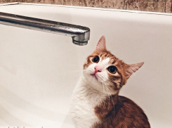 Без горячей воды останутся на две недели жители Волгограда