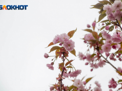 Настоящая весна: 1 апреля в Волгограде воздух прогреется до +14º