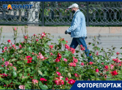 Центральные улицы Волгограда, утопающие в розах, в объективе фотографа