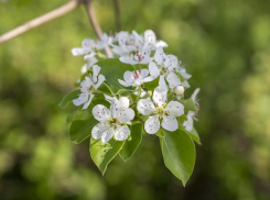Новая рабочая неделя начнется в Волгограде с температуры +20