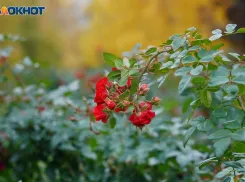 Заморозки до -5 надвигаются на Волгоградскую область 