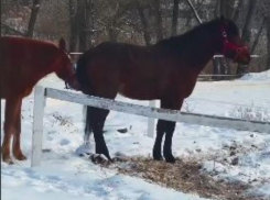 Жалобу написал аноним на волгоградский конный клуб, где убили и травили лошадей 