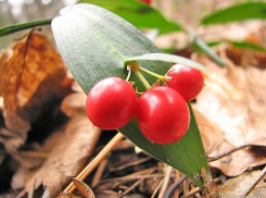 В Волгограде из цветочного павильона изъяли редкое растение