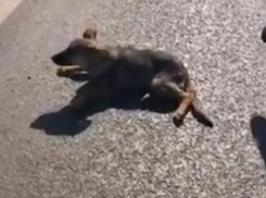 «Лишь один молодой человек остановился и загородил автомобилем малышку»: на мосту Волгоград-Краснослободск неизвестные сбили щенка