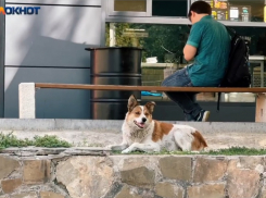 «Люди дороже, чем животные»: волгоградцы на видео рассказали про нападения уличных собак