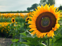 Почти 9 лет «строгача» получил мошенник из Волгоградской области за многомиллионный обман