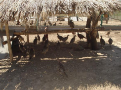 В Волгограде всех желающих приглашают почувствовать себя фермерами