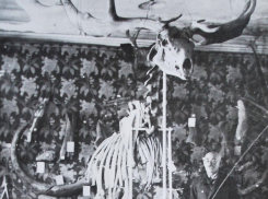 Олени-гиганты бродили по Волгоградской области: что с ними произошло 