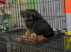 Дети-садисты из Красноармейского района жестоко избили щенка 