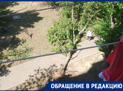 Деревопад после шторма заблокировал дороги в Волгограде