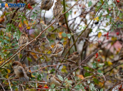 Морозы -11 градусов ожидаются в Волгоградской области