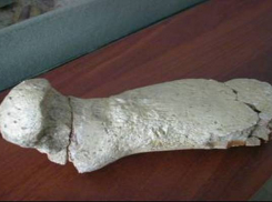 Волгоградский палеонтолог обнаружил останки древнего плиозавра 