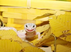 Улыбчивыми и позитивными ящерицами похвасталась перед земляками жительница Волгограда 