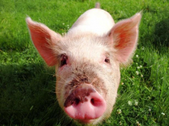 Депутаты облдумы планируют обложить волгоградцев новыми налогами