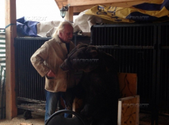 Волгоградцы просят Путина спасти цирковых мишек Егора и Раю от голодной смерти