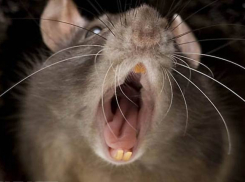 Роспотребнадзор не застал крысу на остановке в Волгограде после жалобы девушки