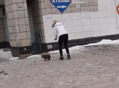 Волгоградцы сняли на видео живодерку, выбросившую из авто щенка на мороз