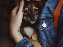 Лохматых обитателей приюта «Дино» разберут в Волгограде на ярмарке животных 