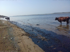 Разлив нефти в Светлоярском районе нанес ущерб в 20 млн рублей