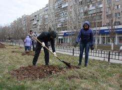 Каштановая аллея появилась на бульваре Энгельса в южной части Волгограда