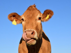 Еще один район Волгоградской области подвергся вспышке бешенства