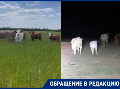 Бродячие оголодавшие коровы атакуют поля в Волгоградской области