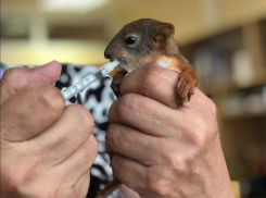Выхаживание крошечного бельчонка в главном музее Волгограда попало на видео