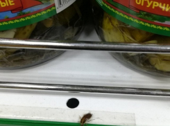 Таракан позирует для фото на полке продуктового магазина в Волгограде 