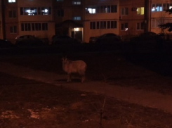 Волгоградцы не смогли поймать козла во дворе многоквартирного дома