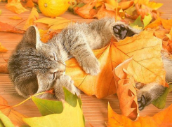 Прохладный октябрь вступил в свои права в Волгограде