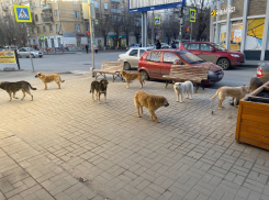 Волгоградцы не верят, что власти решат проблему с бродячими собаками