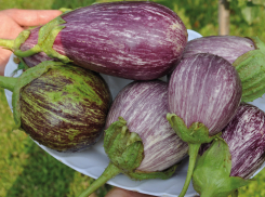 Особенности посева баклажанов на рассаду