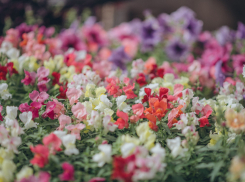 Яркой выставкой из 150 тысяч растений открыл сезон волгоградский ботанический сад