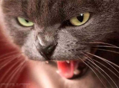 В двух районах Волгограда введен карантин по бешенству