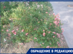 «Раскаленный бетон и заросшие сорняками клумбы»: волгоградцы делятся реалиями прогулок по центру 