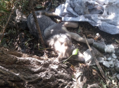 Сбитый машиной пес пять дней пролежал под деревом в Волгограде