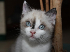 Жителя Волгоградской области осудили за убийство котенка на глазах детей 