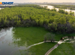 Смертельно опасную лосиху ликвидировали под Волгоградом