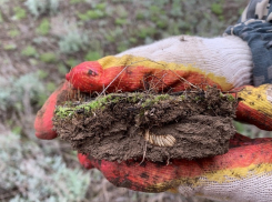 Три района Волгоградской области поражены саранчой